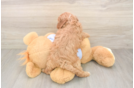 Best Cavapoo Baby