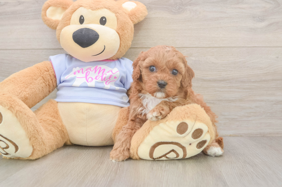 5 week old Cavapoo Puppy For Sale - Premier Pups