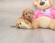 6 week old Cavapoo Puppy For Sale - Premier Pups