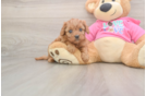 Friendly Cavapoo Baby