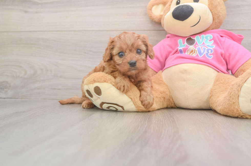 5 week old Cavapoo Puppy For Sale - Premier Pups