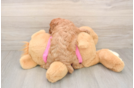 Best Cavapoo Baby