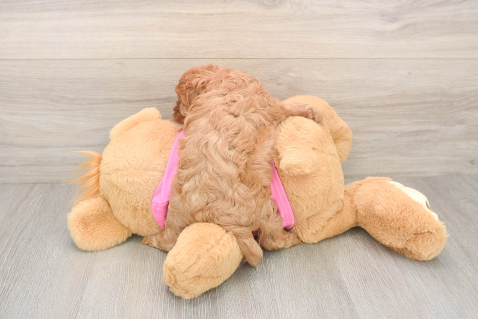 Best Cavapoo Baby