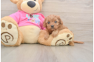 Petite Cavapoo Poodle Mix Pup