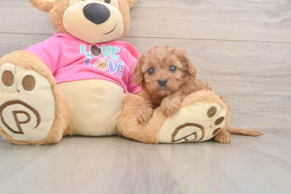 Petite Cavapoo Poodle Mix Pup