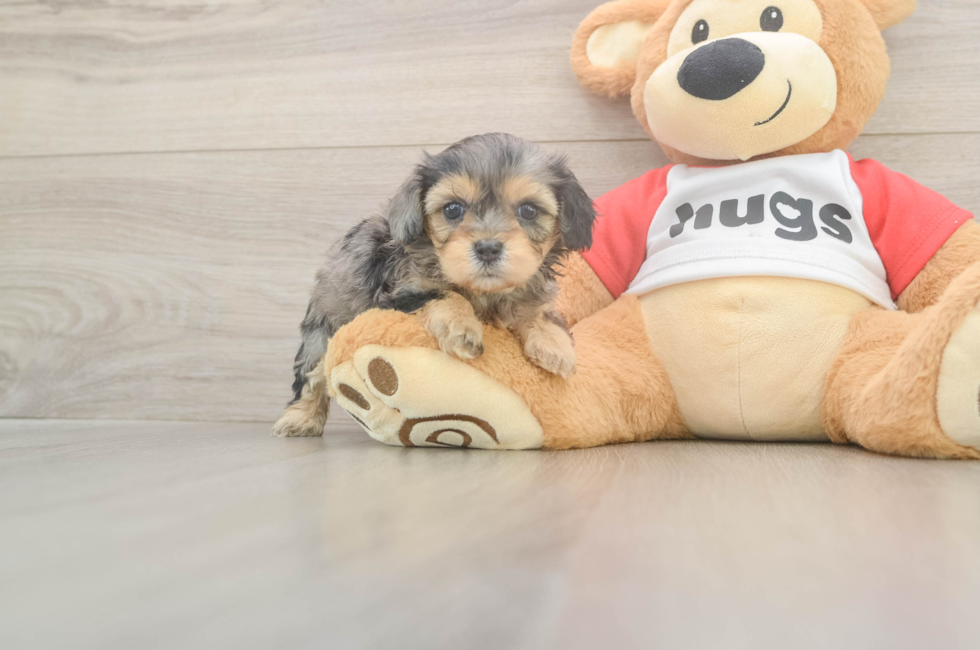 5 week old Cavapoo Puppy For Sale - Premier Pups