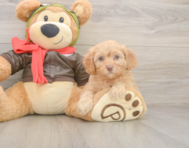 7 week old Cavapoo Puppy For Sale - Premier Pups