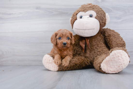 Cavapoo Puppy for Adoption