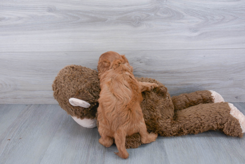 Playful Cavoodle Poodle Mix Puppy