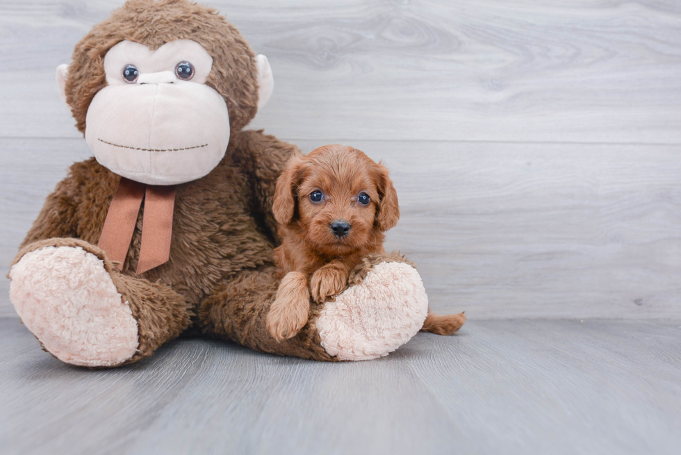 Friendly Cavapoo Baby