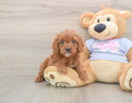 7 week old Cavapoo Puppy For Sale - Premier Pups