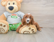 8 week old Cavapoo Puppy For Sale - Premier Pups