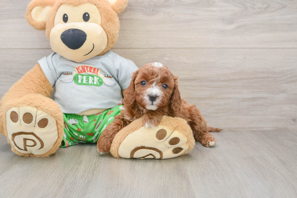 Cavapoo Pup Being Cute