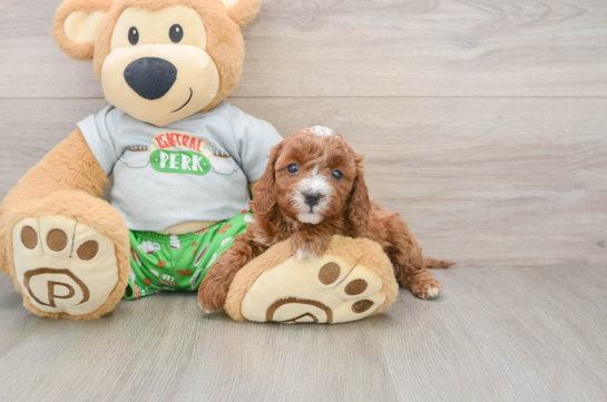 Cavapoo Pup Being Cute