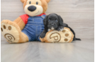 Best Cavapoo Baby