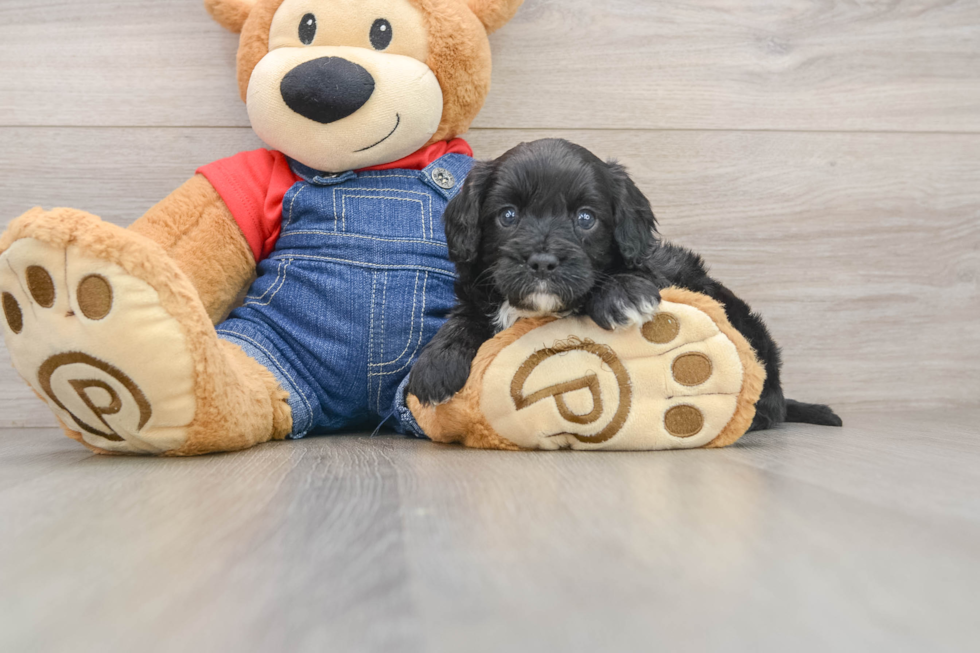 Best Cavapoo Baby