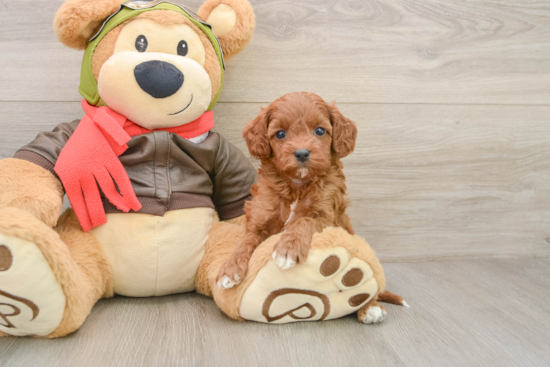 Petite Cavapoo Poodle Mix Pup
