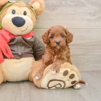 Petite Cavapoo Poodle Mix Pup