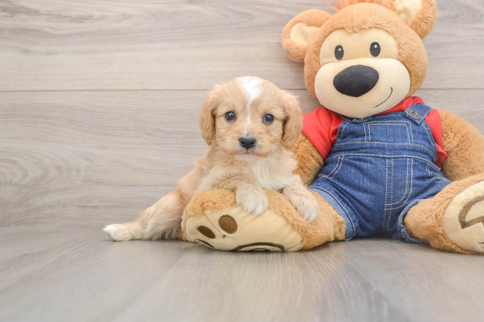 Cavapoo Pup Being Cute