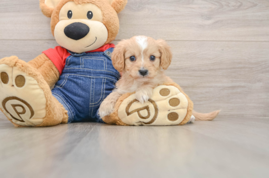 Happy Cavapoo Baby