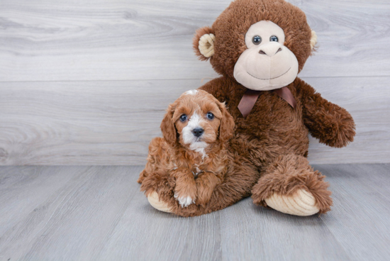 Popular Cavapoo Poodle Mix Pup