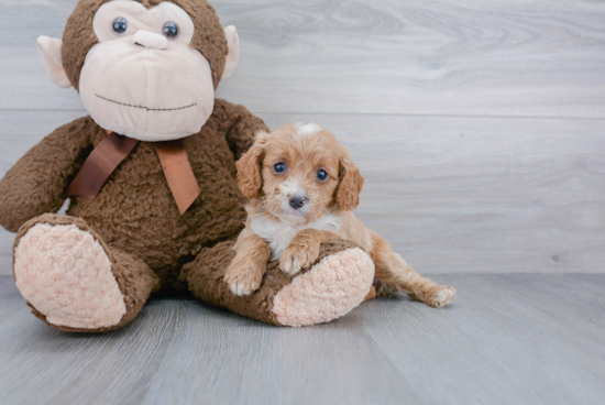 Cavapoo Pup Being Cute