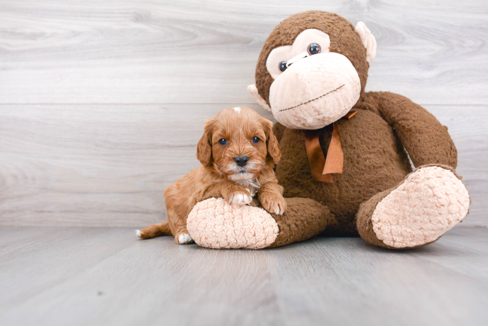 Best Cavapoo Baby