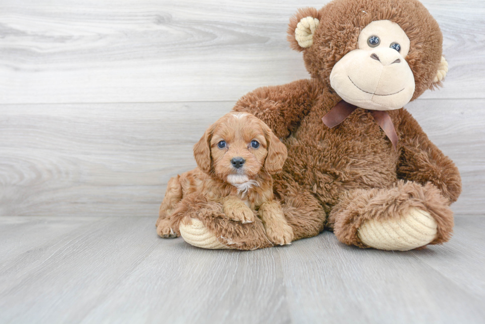 Friendly Cavapoo Baby