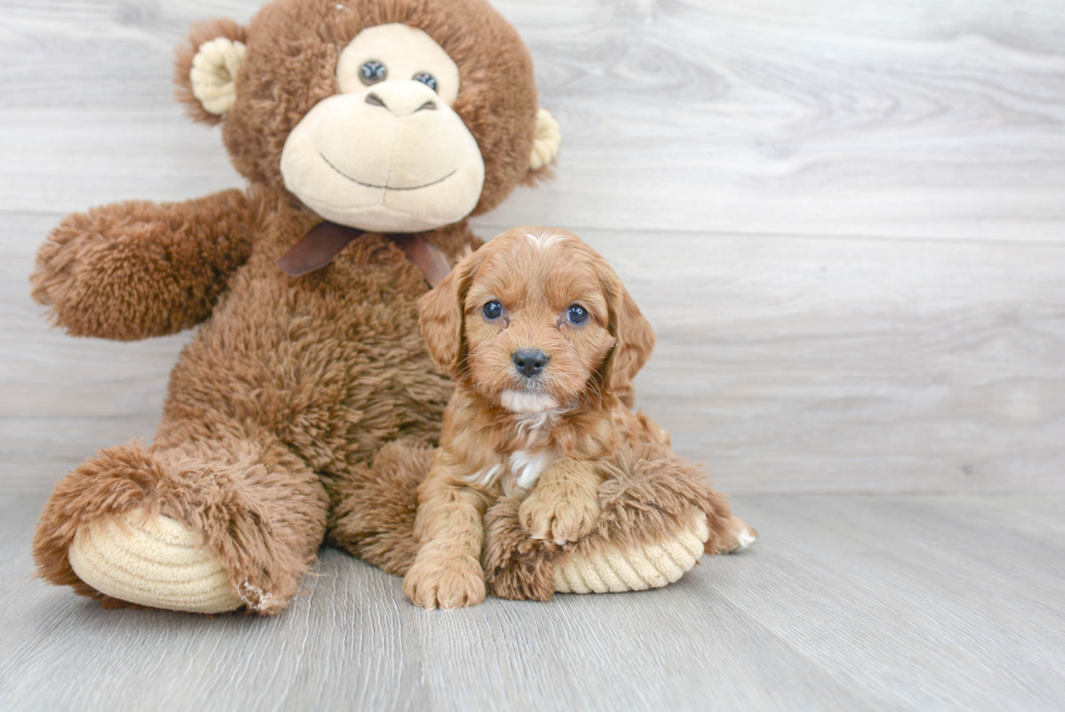 Best Cavapoo Baby