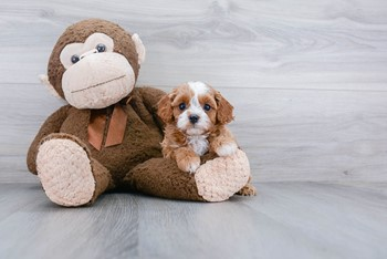 Cavapoo Puppy for Adoption