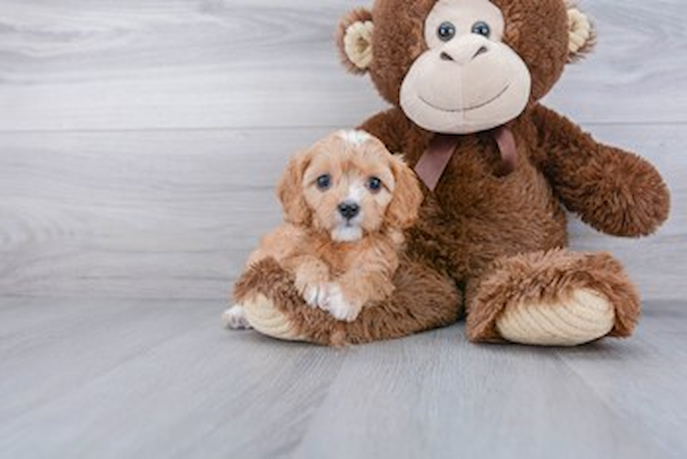 Petite Cavapoo Poodle Mix Pup