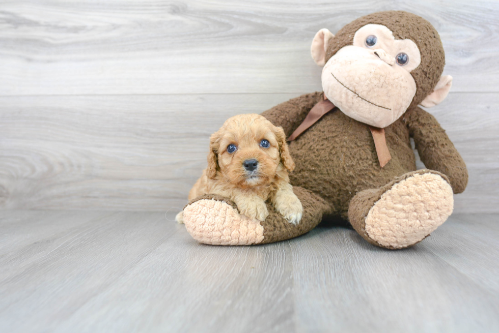 Fluffy Cavapoo Poodle Mix Pup