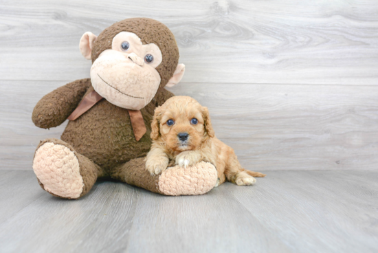 Funny Cavapoo Poodle Mix Pup