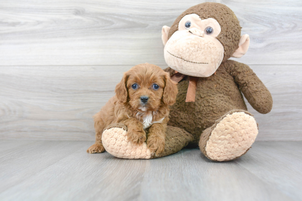 Small Cavapoo Baby