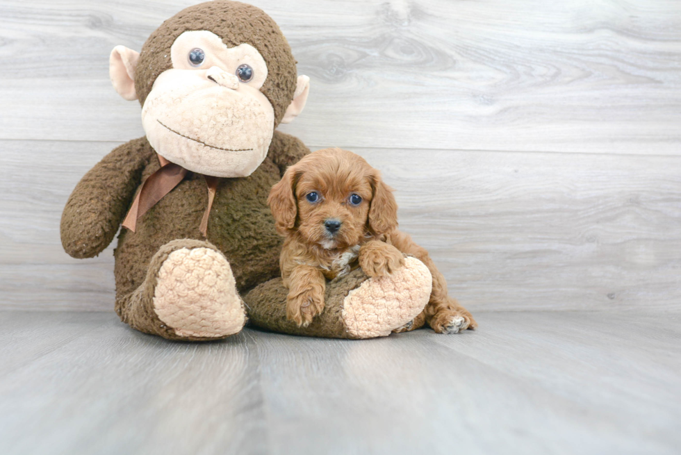 Cute Cavapoo Baby