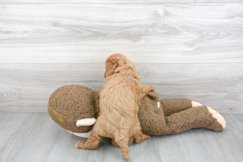 Fluffy Cavapoo Poodle Mix Pup