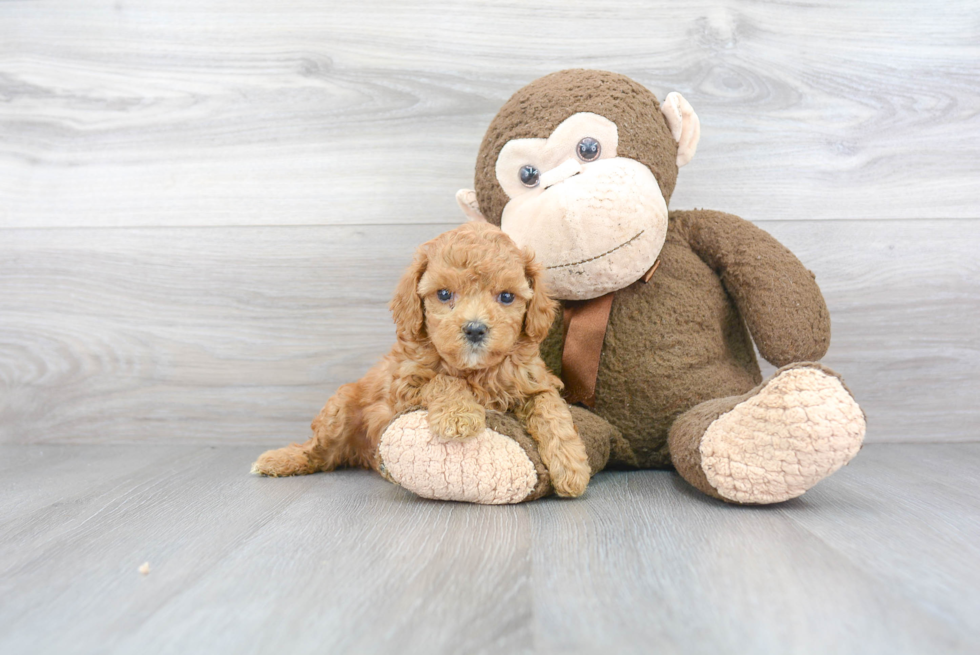 Petite Cavapoo Poodle Mix Pup