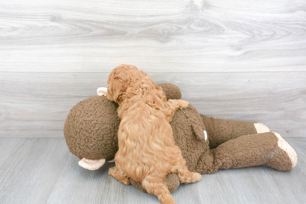 Fluffy Cavapoo Poodle Mix Pup