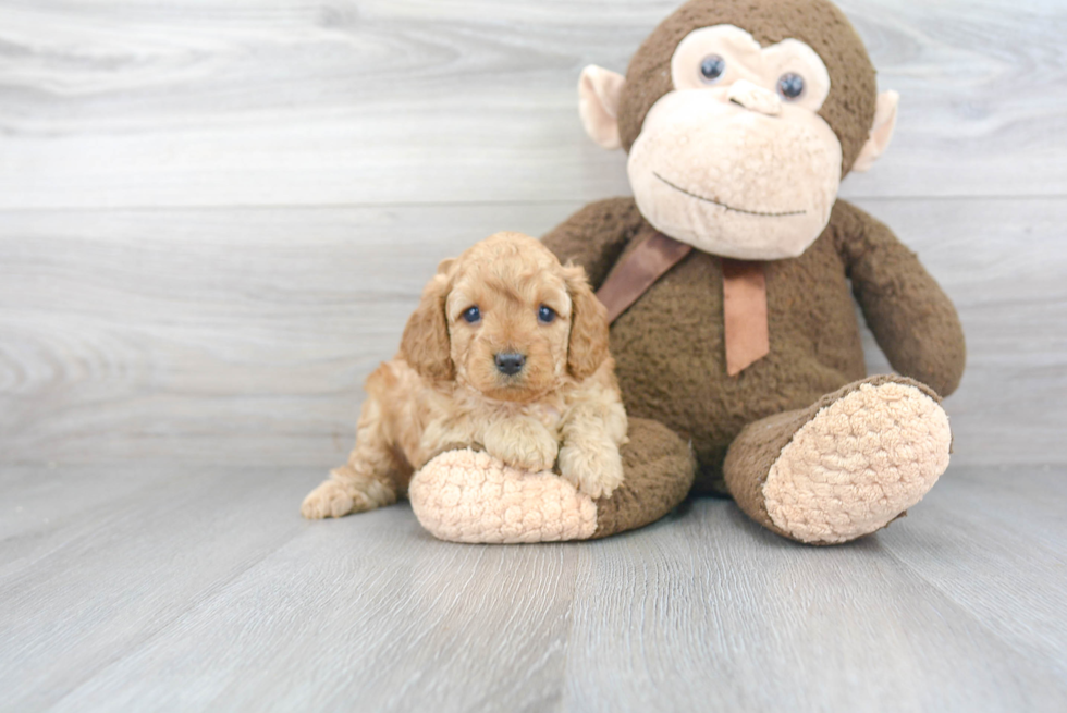 Small Cavapoo Baby