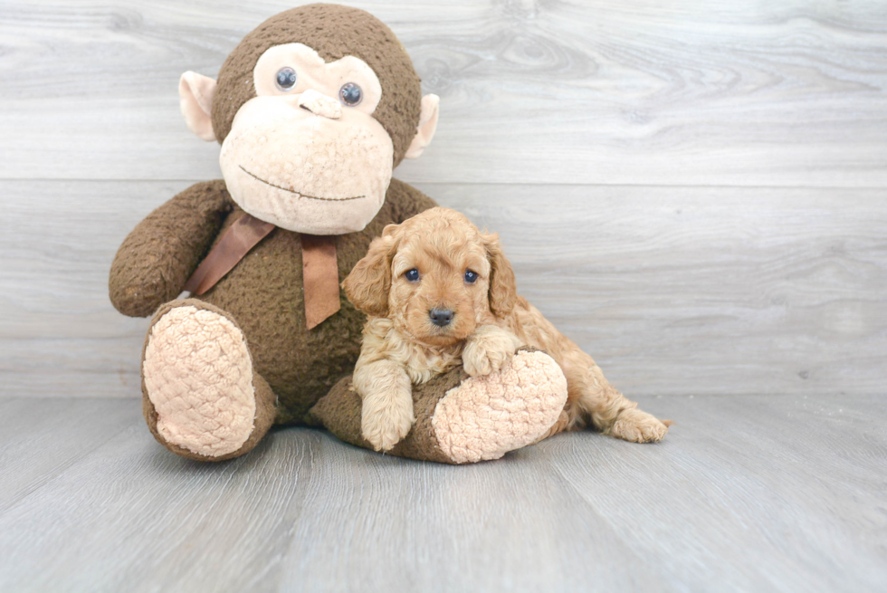 Cavapoo Pup Being Cute