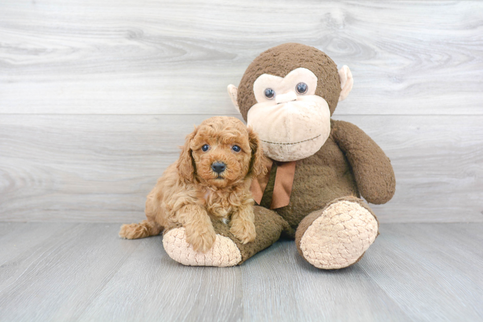 Fluffy Cavapoo Poodle Mix Pup