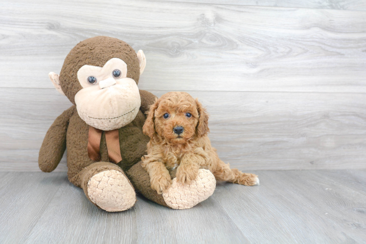 Adorable Cavoodle Poodle Mix Puppy