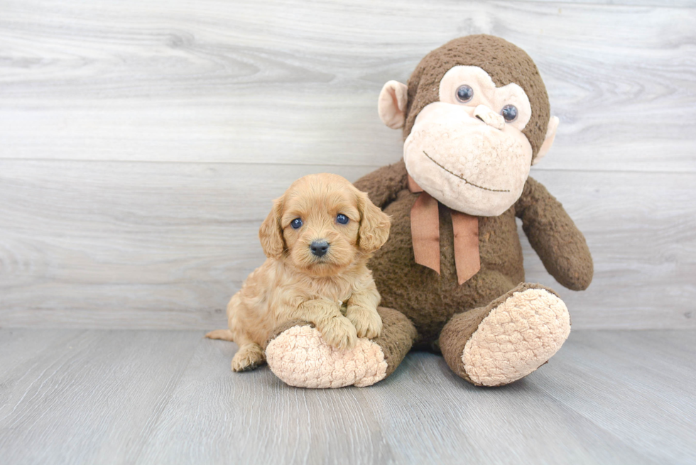 Best Cavapoo Baby