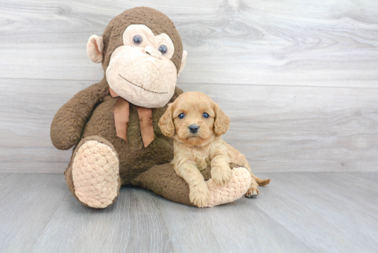 Cavapoo Pup Being Cute