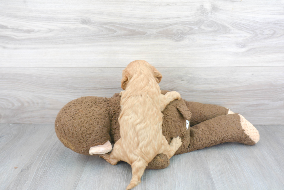 Playful Cavoodle Poodle Mix Puppy