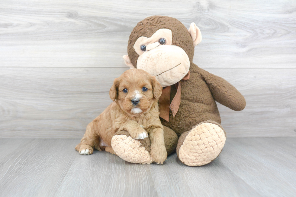 Cavapoo Pup Being Cute