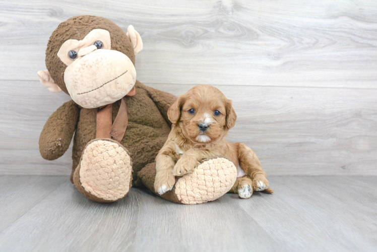 Cavapoo Pup Being Cute