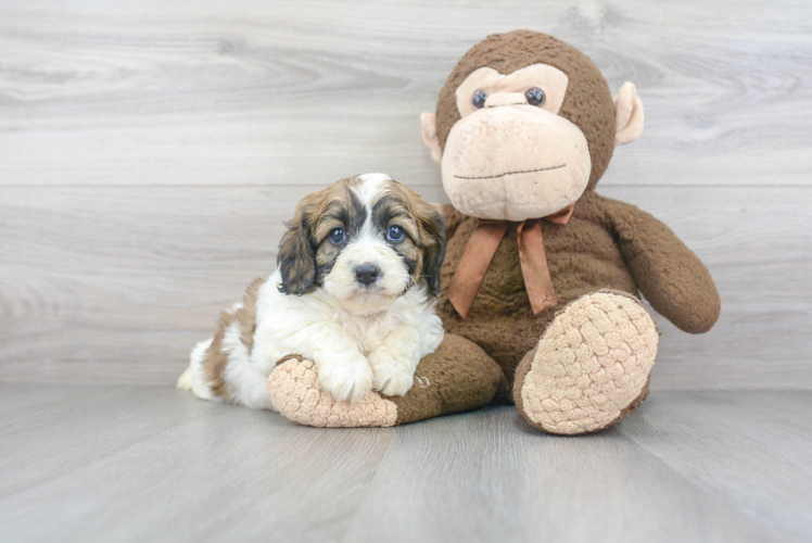 Cavapoo Pup Being Cute