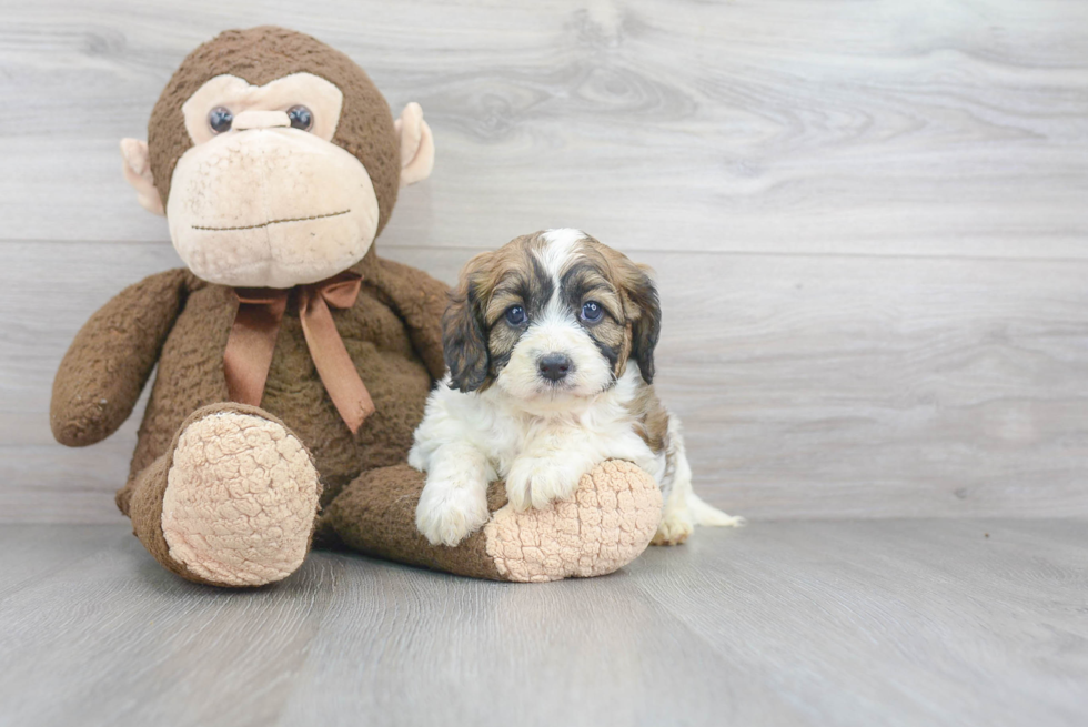 Cute Cavapoo Baby