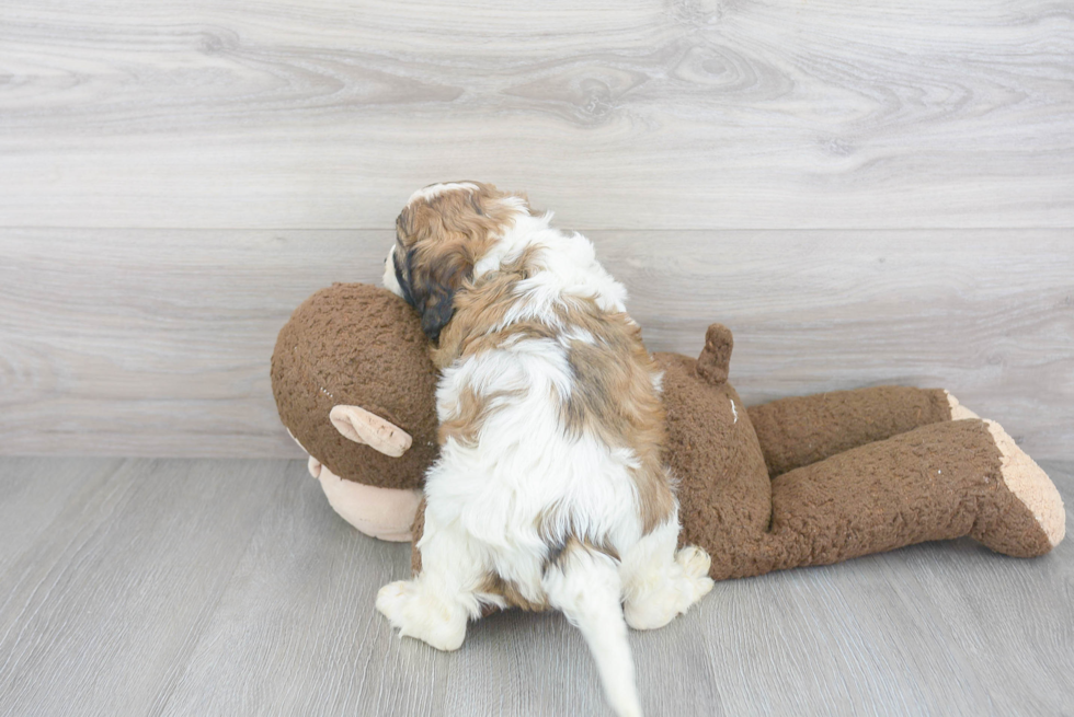 Cavapoo Puppy for Adoption